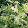Hydrangea paniculata 'Shikoku Flash' - Aedhortensia 'Shikoku Flash' C5/5L